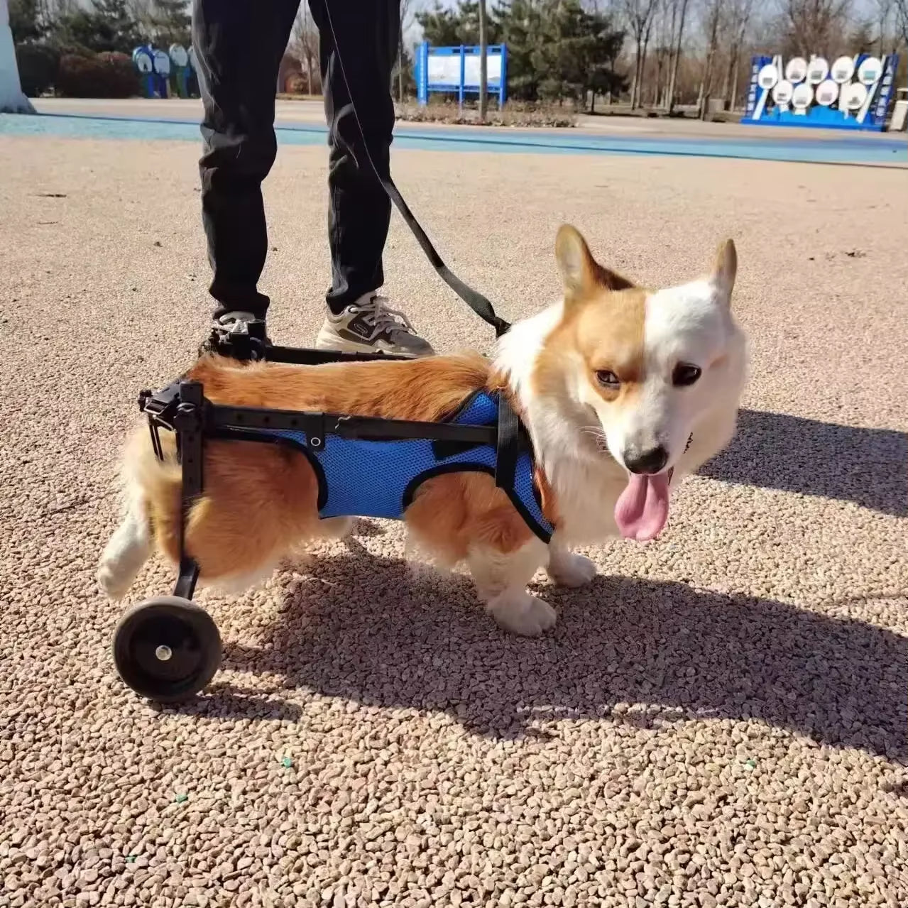 Adjustable Pet Wheelchair - Mobility Aid for Disabled Dogs - Lightweight Rehabilitation Trolley