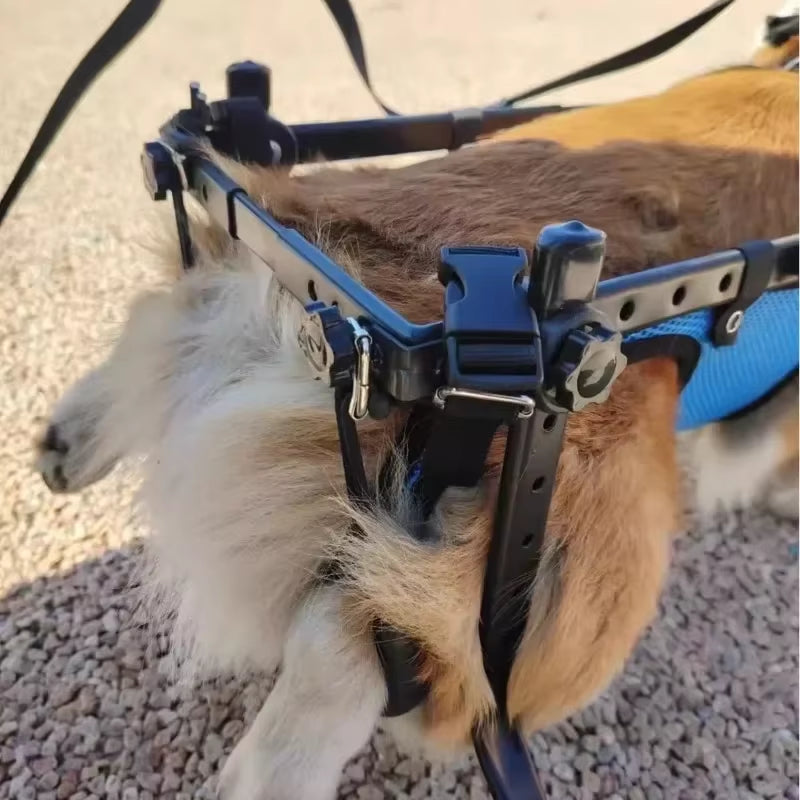 Adjustable Pet Wheelchair - Mobility Aid for Disabled Dogs - Lightweight Rehabilitation Trolley